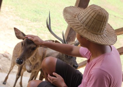 Menyapa Rusa-Rusa di Cariu, Bogor Jawa Barat