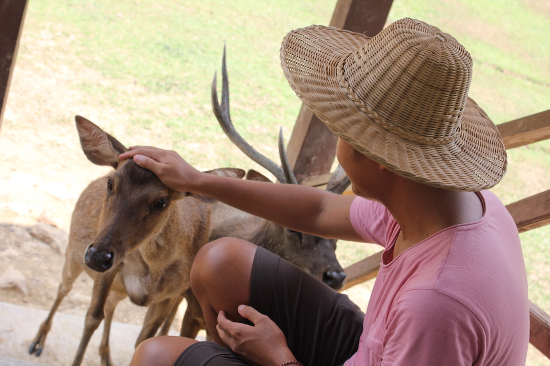 Menyapa Rusa-Rusa di Cariu, Bogor Jawa Barat