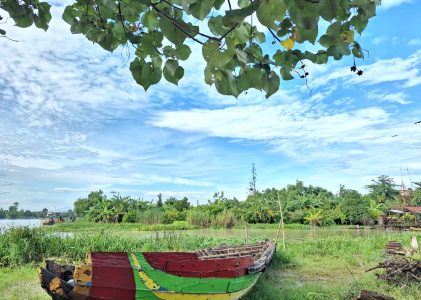 Arwah Pohon