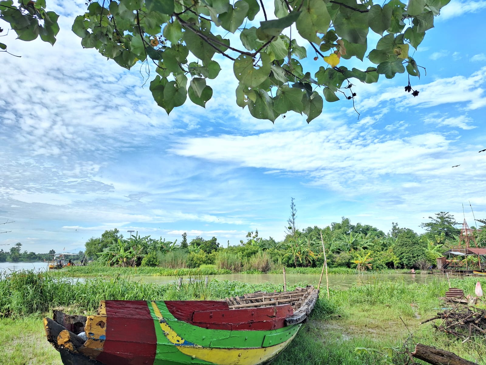 Arwah Pohon