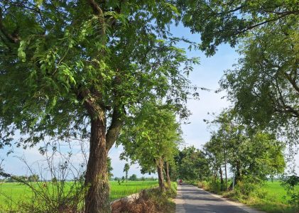 Pikulan Kakek Tua dalam Empat Hari