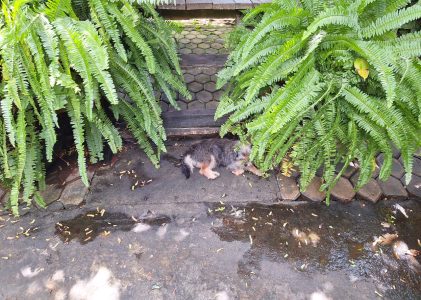 Bisakah Kita Sehari Saja Tidak Menjadi Anjing?